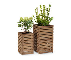2 colonnes à plantes « Tinus »