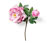 Pivoine