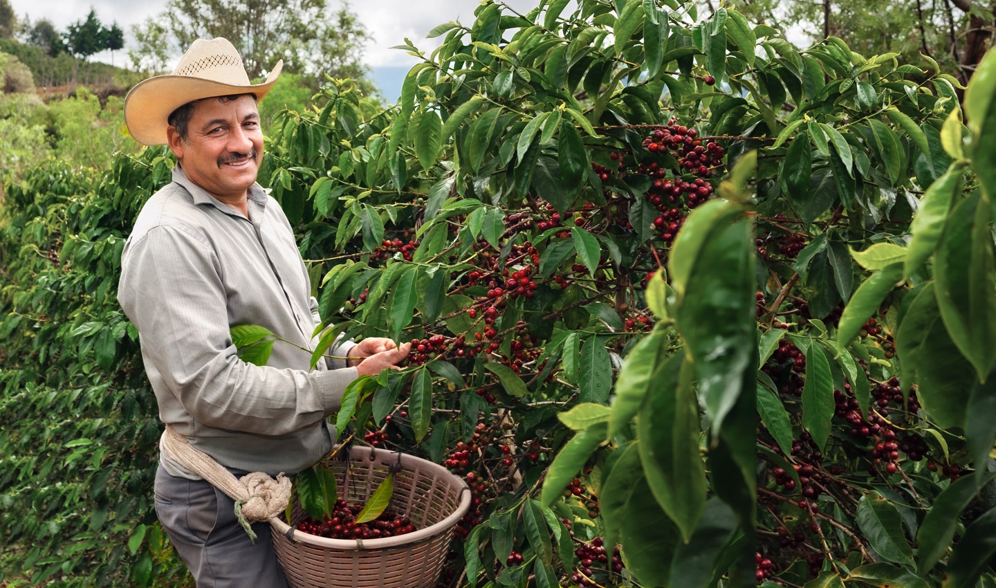 Enfin disponible, le nouveau café d'exception « Jabiru Guatemala » est là !